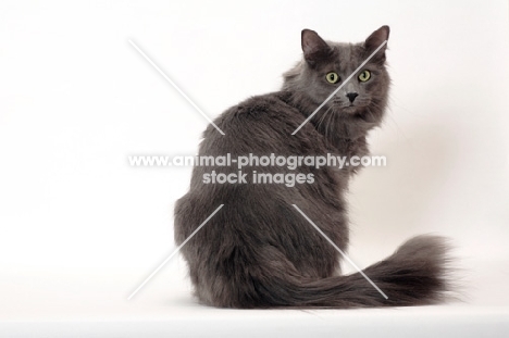 Neutered Nebelung, back view