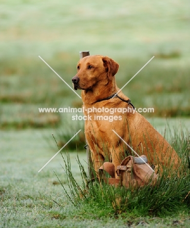 yellow labrador on peg on a shoot with game bag