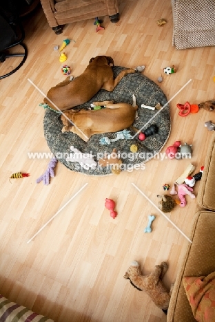 Boxers with toys