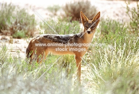 Jackal looking alert