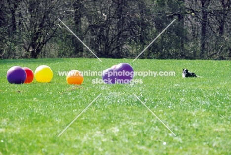 Border Collie herding balls