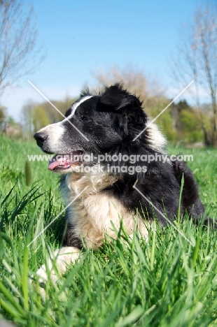 Border Collie lying down on green grass
