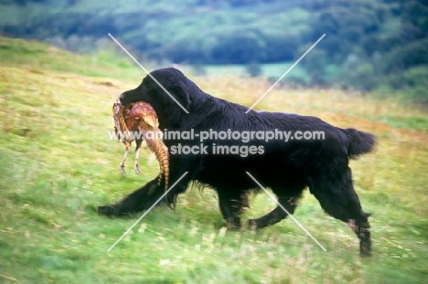 ch bordercot guy, flat coated retriever carrying pheasant