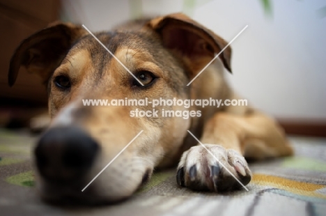 bored dog resting on a carpet 