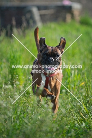 Boxer with ears up running in a grass field