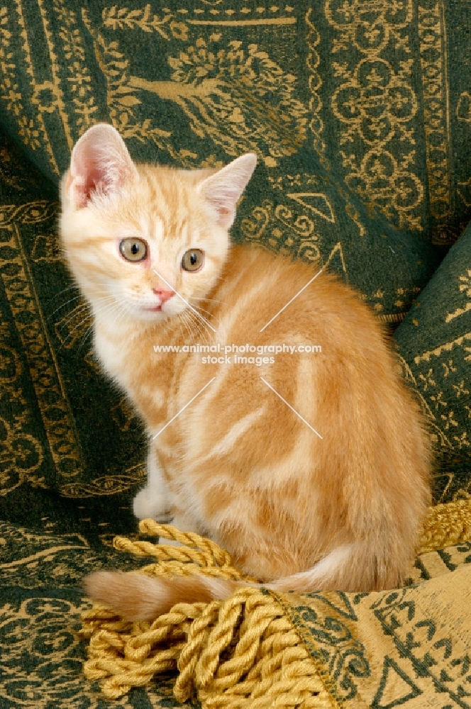 kitten near curtain