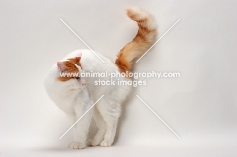 Turkish Van cat tail up, Red Classic Tabby & White colour