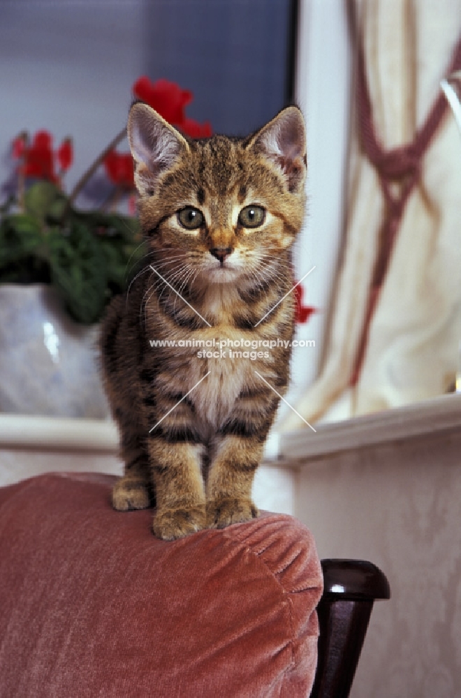 moggie kitten standing on a chair