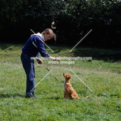 nova scotia duck tolling retriever puppy training command 'sit'