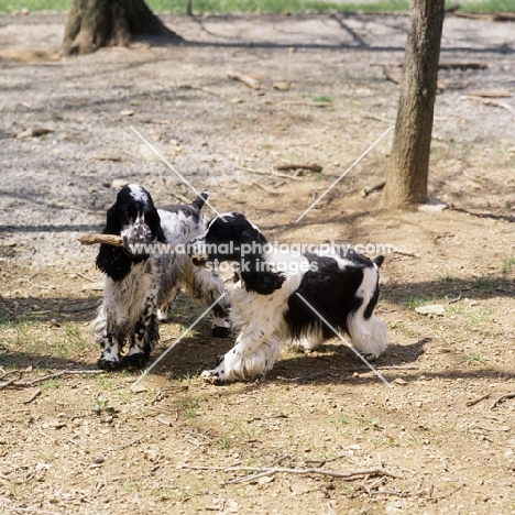 two english cocker spaniels in usa playing with stick