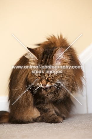 Domestic Shorthair licking, grooming