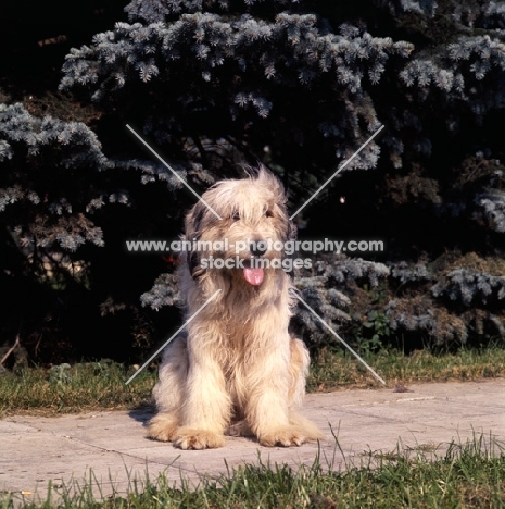 south russian sheepdog at moscow zoo sitting