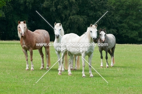 Group of welsh mountain ponies in a green field