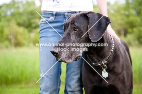 Great Dane standing by woman.