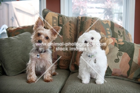 yorkshire terrier and maltese sitting together on green couch with heads tilted