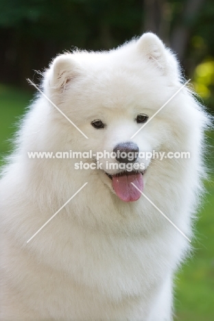 Samoyed looking at camera