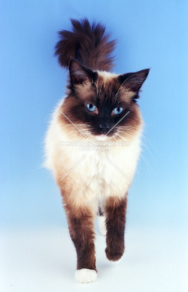 seal point mitted Ragdoll