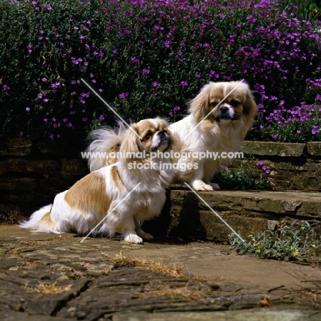  velrock lu-tsang at braeduke & velrock la-tru at braeduke, two tibetan spaniels sitting on steps