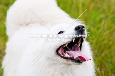 Samoyed panting