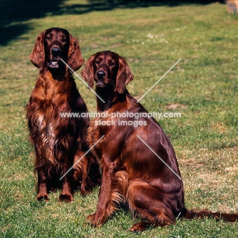 two irish setters