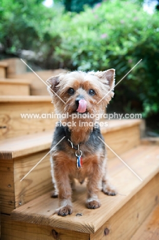 yorkshire terrier mix standing on stairs licking nose