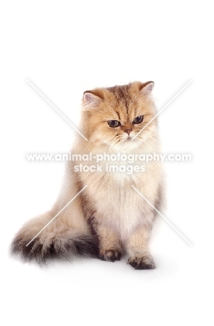 golden Persian on white background