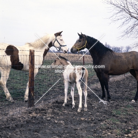 paint horse mare, foal and friend in usa