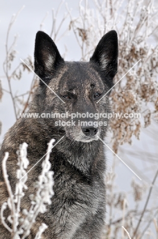 Dutch Shepherd Dog, shorthaired