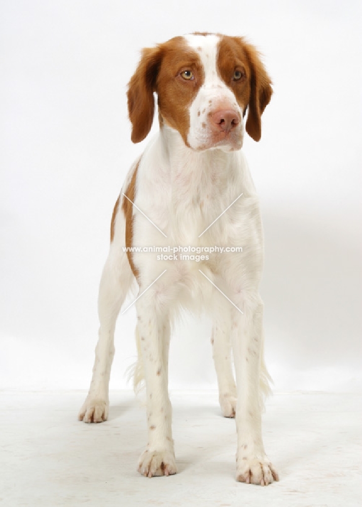 Australian Champion Brittany dog on white background