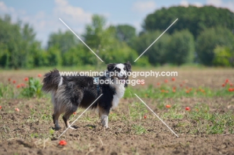 black tri color australian shepherd standing in a field, countryside scenery