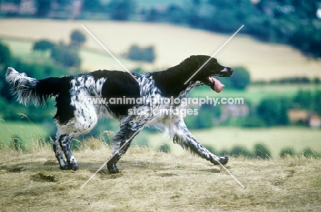 large munsterlander, mitze of houndbrae on the move on hillside