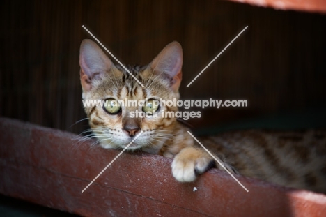 young curious bengal cat