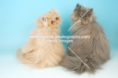 cream and blue tortie Persians