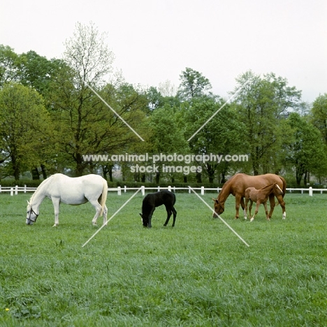 kladruber mares and foals at kladruby, czech republic