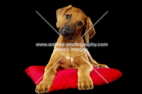 Rhodesian Ridgeback puppy lying down on pillow