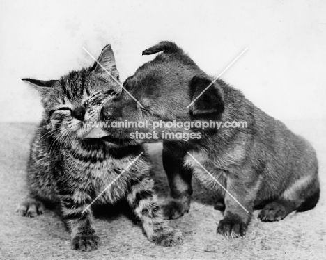 puppy kissing kitten