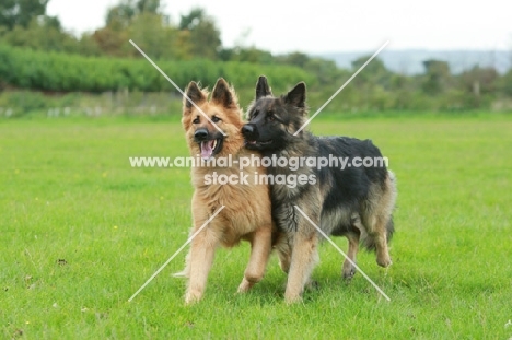 two German Shepherd Dogs (Alsatians)