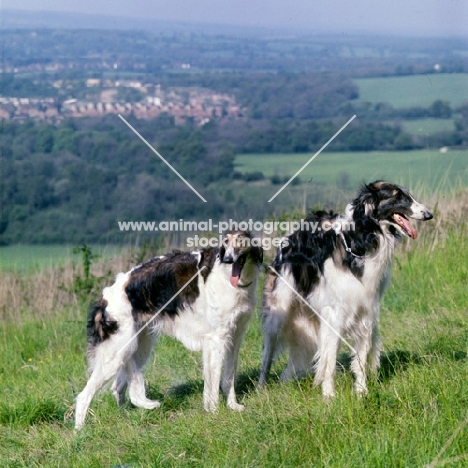 two borzois standing on a hillside