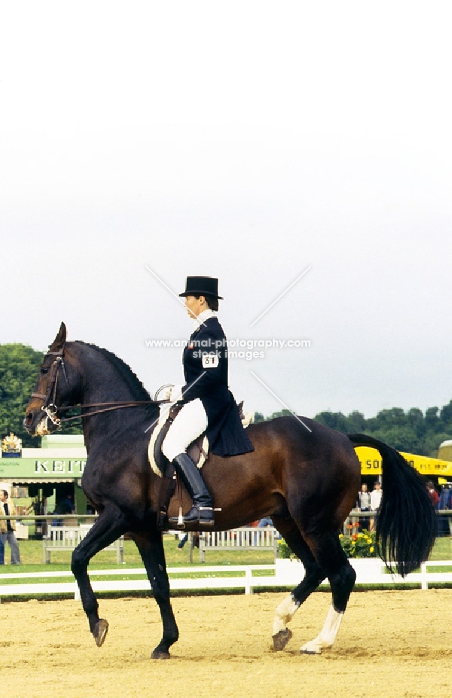 Dutch Courage, Jennie Loriston-Clarke's Dutch warm blood stallion at Goodwood, Winner National Dressage Championships 6 times