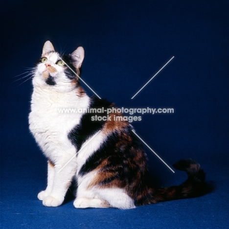 tortoiseshell and white short hair cat