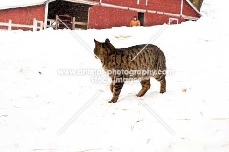 farm cat in winter