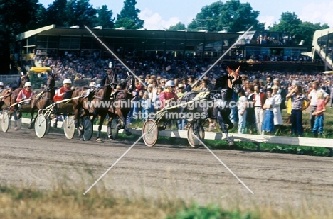 trotting race at hague show 

 