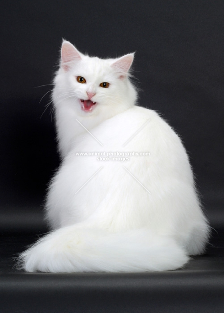 White Norwegian Forest Cat meowing