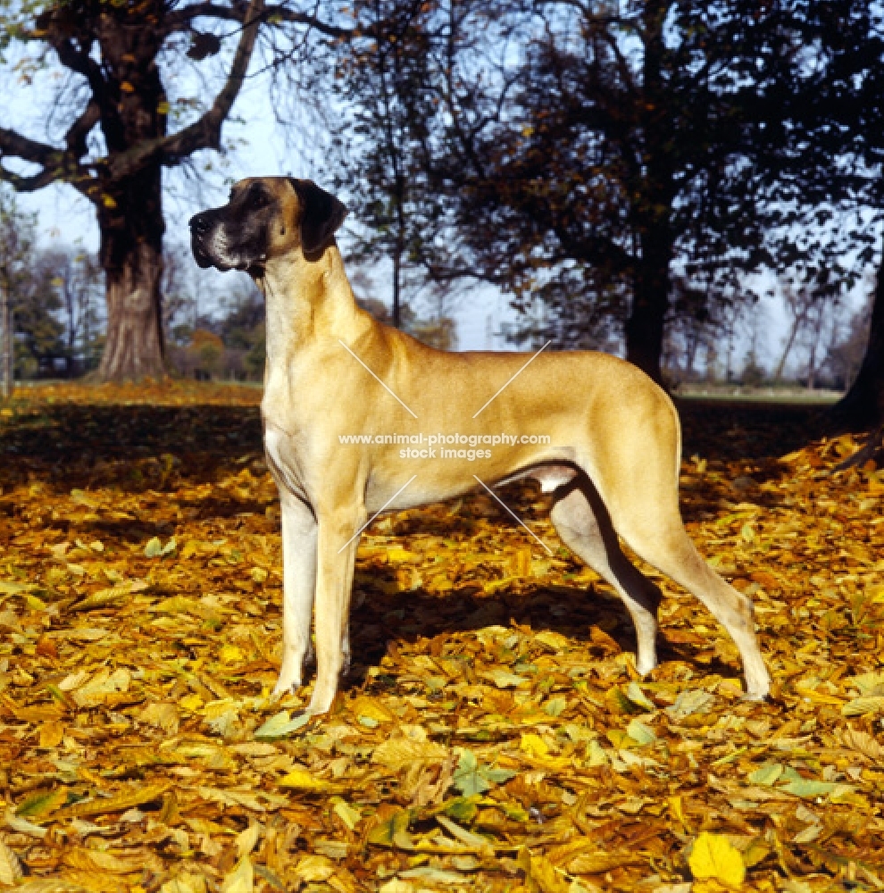 great dane standing in a field on leaves