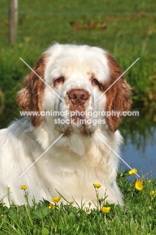 Clumber Spaniel