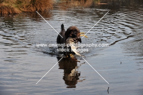 Pudelpointer retrieving from water