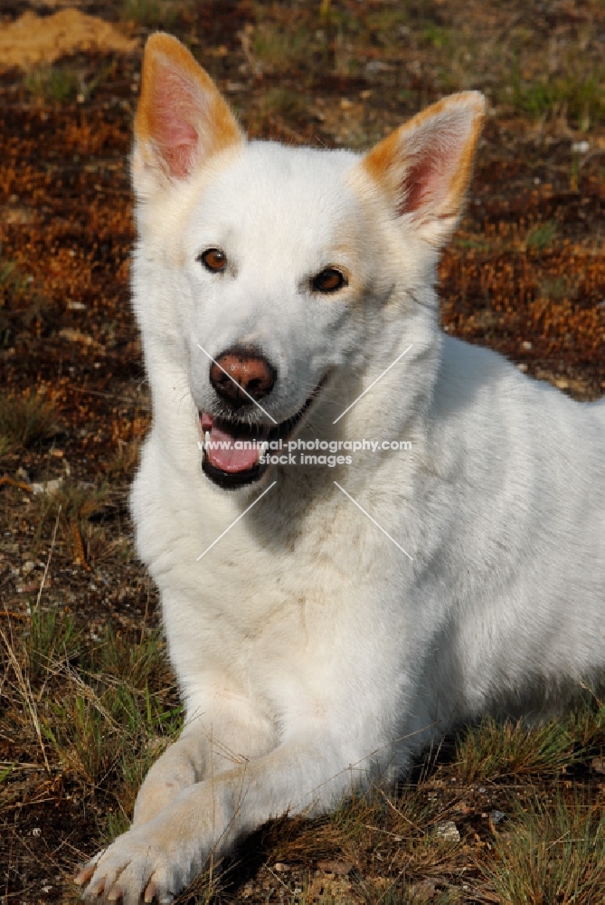 Canaan Dog guard dog from Israel