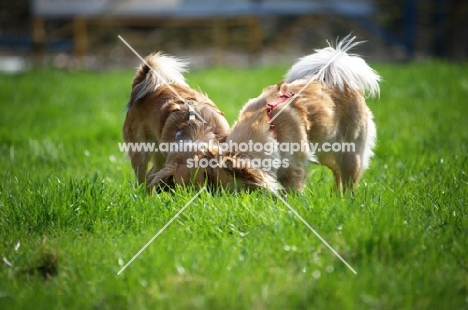 two dogs smelling the ground together