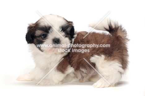 chocolate and white Shih Tzu puppy, in studio