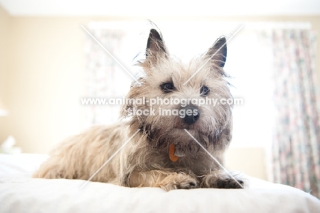 Shaggy wheaten Cairn terrier lying on bed.